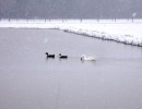 winter pond geese